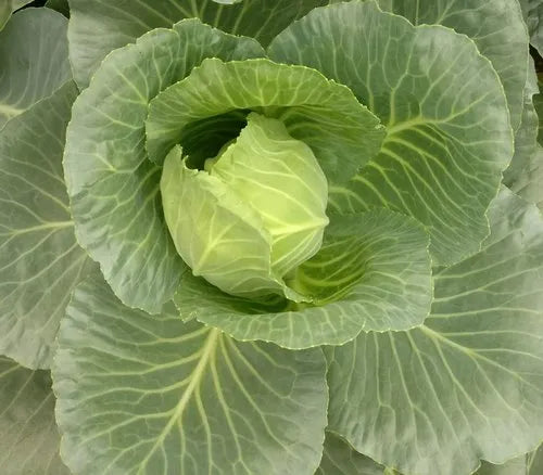 Cabbage TEMP Round Hybrid Seeds – High-Yield Vegetable Seeds for Planting, Non-GMO, Suitable for Home Garden & Farming