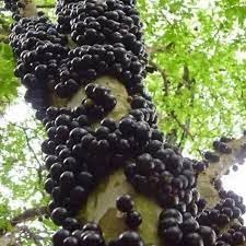Cucumis Dipsaceus Seeds