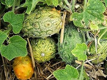 Cucumis Metuliferus (Horned Melon) Fruit Seeds for Planting