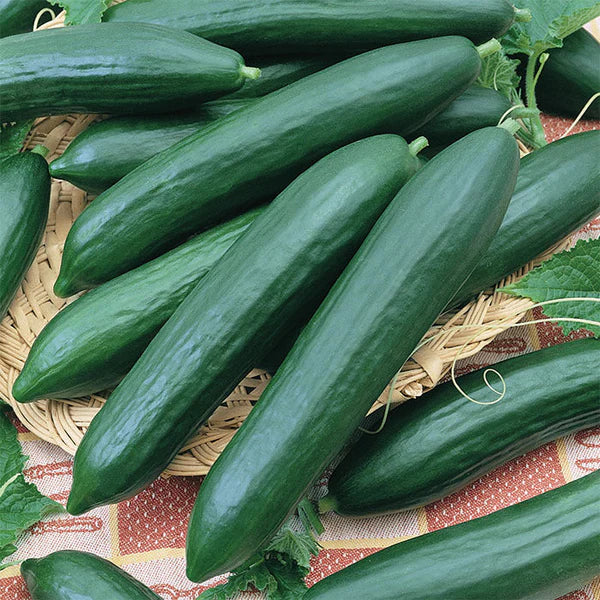 Heirloom Burpless Cucumbers (mild taste, easier to digest)  Tasty Green Cucumber Seeds for Planting - Non-GMO Seeds