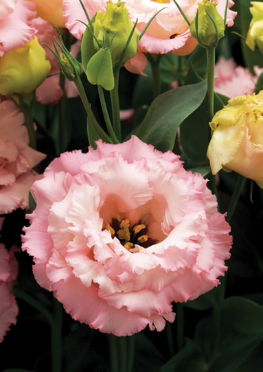 Baby Pink Eustoma (Lisianthus) Flower Seeds – Heirloom, Non-GMO, High Germination Organic Garden Seeds for Planting Elegant Blooms