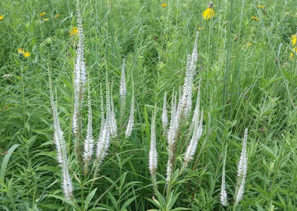 White Culver's Root Plant Seeds for Garden Borders and Landscaping