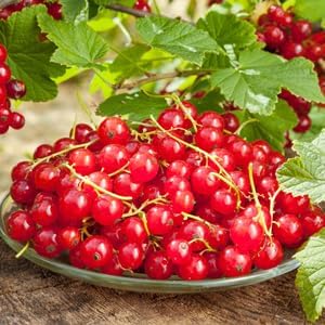 Currant Fruit Seeds for Planting