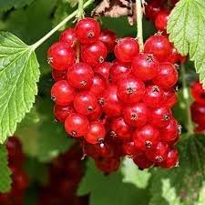 Currant Fruit Seeds for Planting
