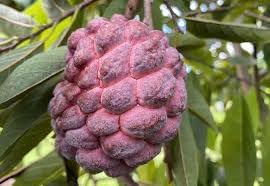 Custard Apple Fruit Seeds for Planting