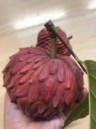 Custard Apple Fruit Seeds for Planting
