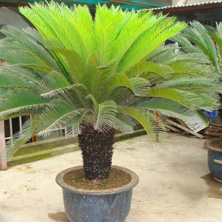 Grønne Cycas plantefrø til udplantning - 100 stk