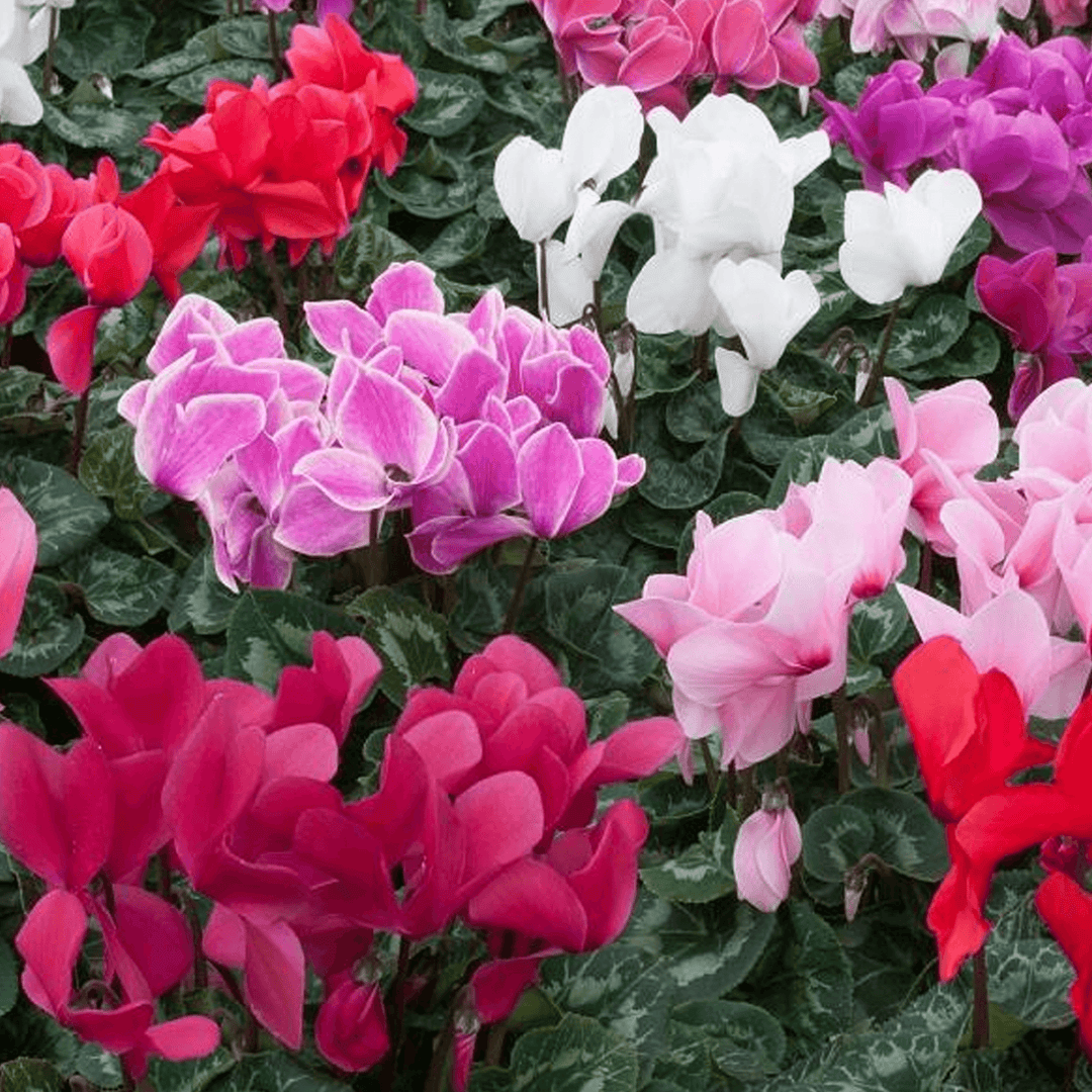 Mixed Color Cyclamen Flower Seeds for Planting-Heirloom & Non-GMO Seeds for planting