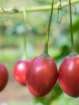 Cyphomandra Betacea Fruit Seed Set for Planting | Heirloom Non-GMO Organic Garden Seeds for Exotic Fruit Trees