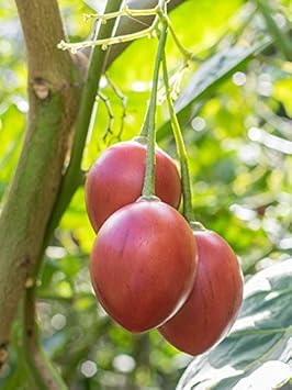 Cyphomandra Betacea Fruit Seed Set for Planting | Heirloom Non-GMO Organic Garden Seeds for Exotic Fruit Trees