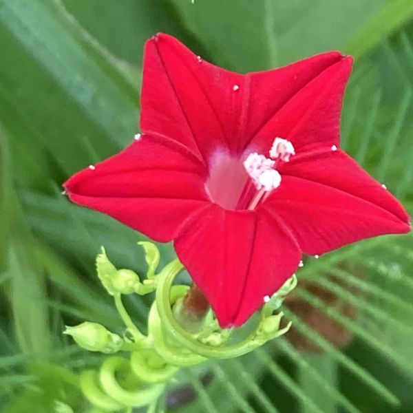 Organic Heirloom Non-GMO Ipomea Seeds for Planting – Vibrant Climbing Blooms