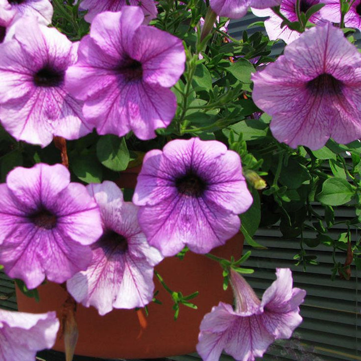 Lavender Petunia Flower Seeds 100 pcs