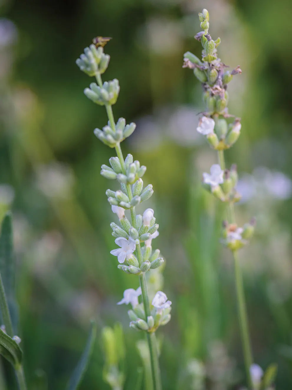 Lavendel, Lacy Frills Blomsterfrø til plantning