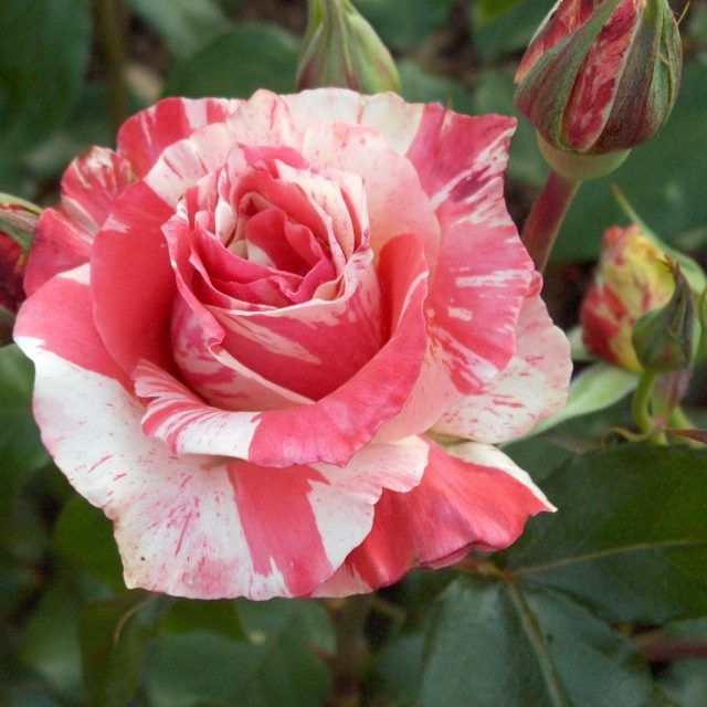 Sjælden Candy Stripe Rose Blomsterfrø til udplantning - 100 stk