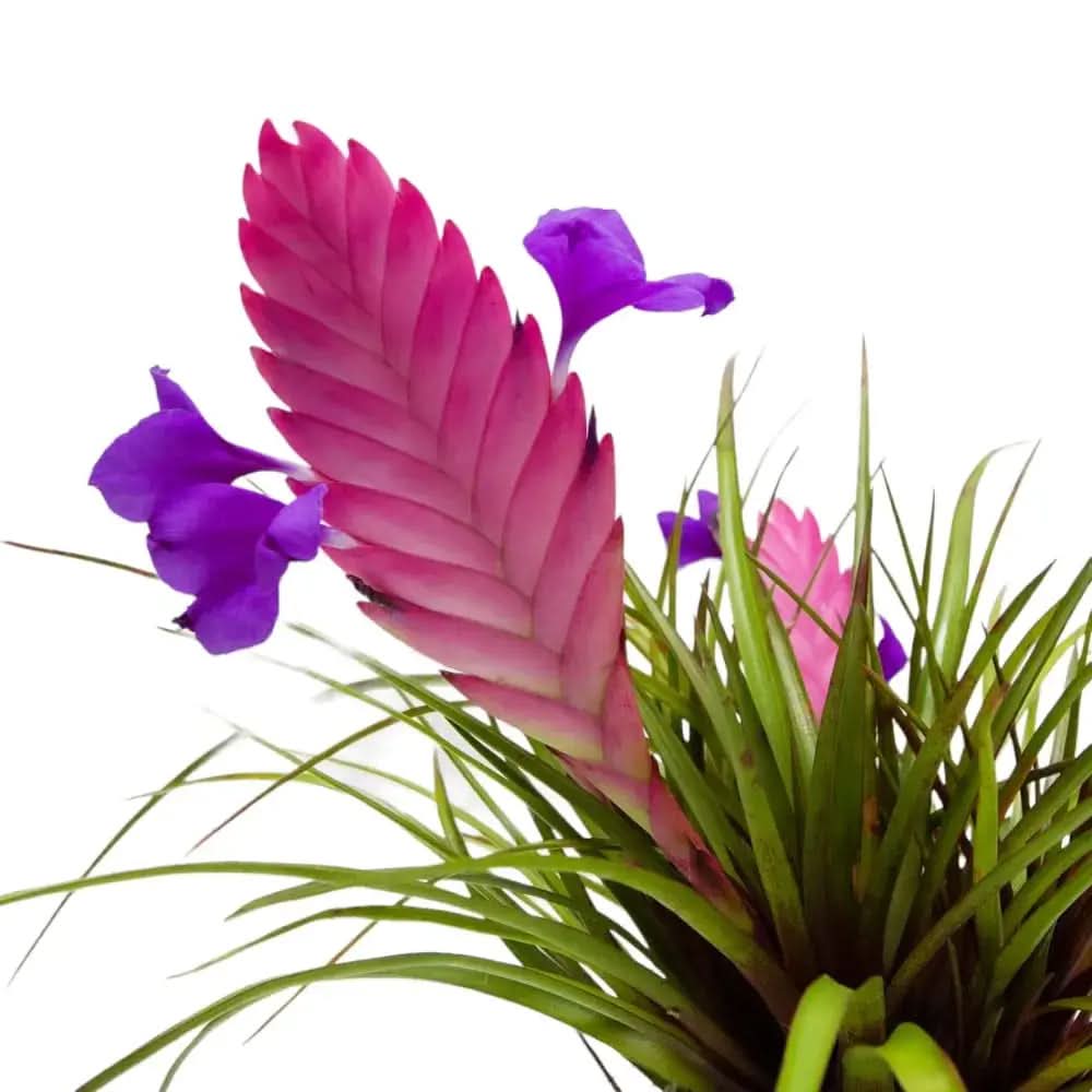 tillandsia cyanea flower seeds
