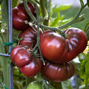 Heirloom Non-GMO Maroon Red Tomato Seeds for Home Garden Planting