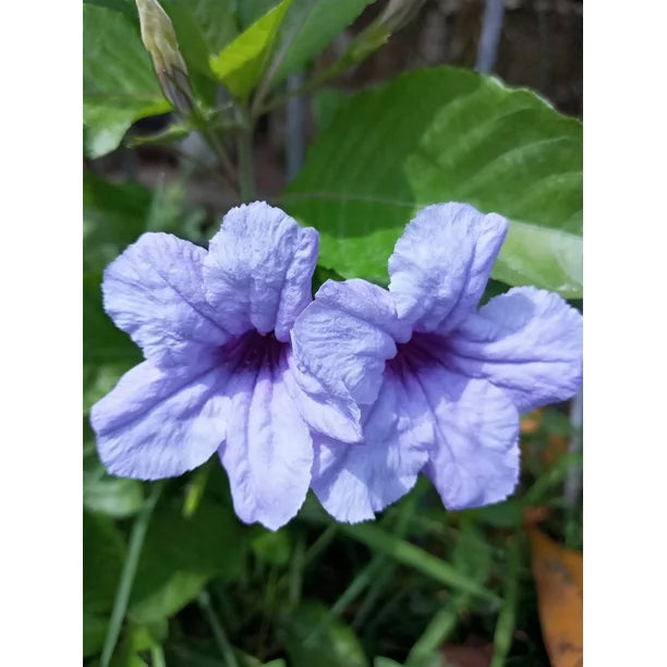 Heirloom Ruellia humilis Seeds – Non-GMO Flower Seeds for Planting | High Germination Organic Garden Blooms