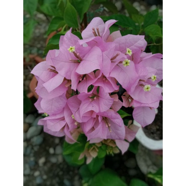 Lyserøde Bougainvillea Blomsterfrø - 100 stk