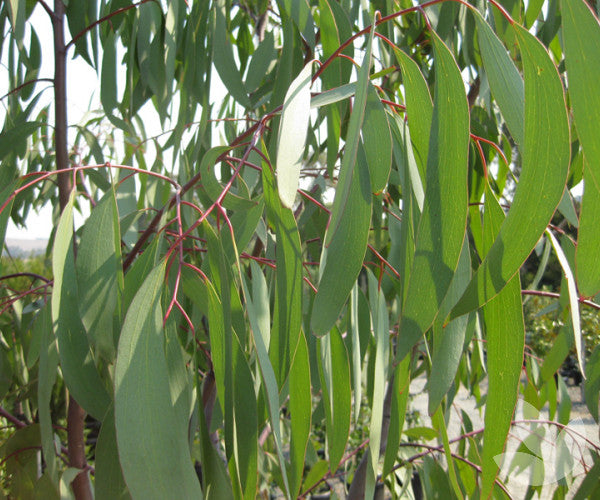 Grønne snegummifrø eller Eucalyptus Pauciflora – hårdføre stedsegrønne træer 100 stk.