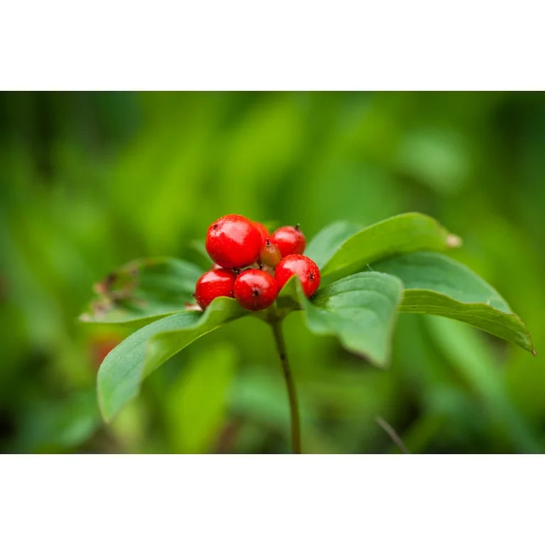 Bunchberry Plant Seeds for Planting 100 pcs