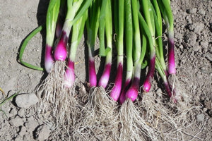 red bunching flower seeds