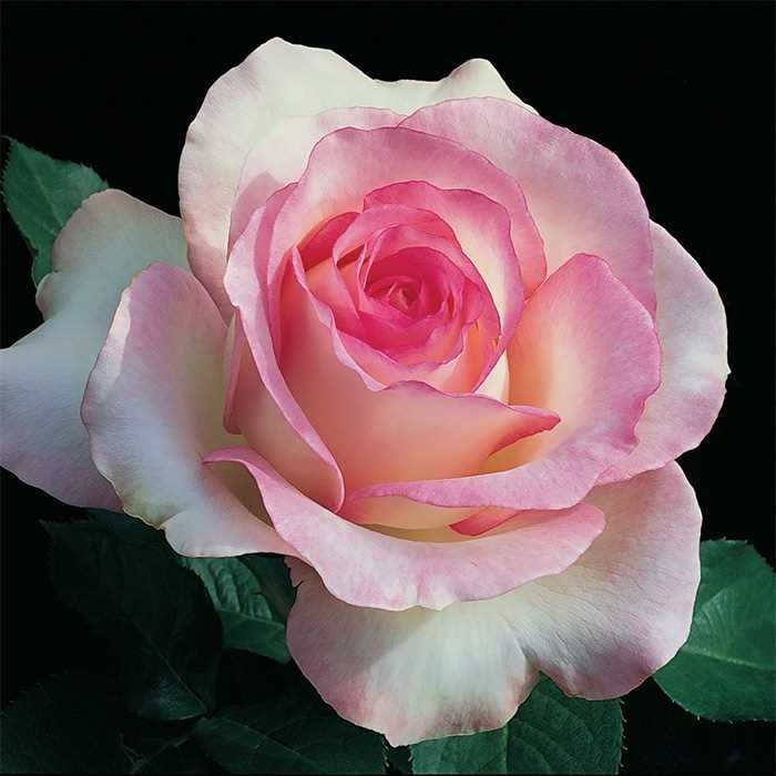 white pink flower seeds