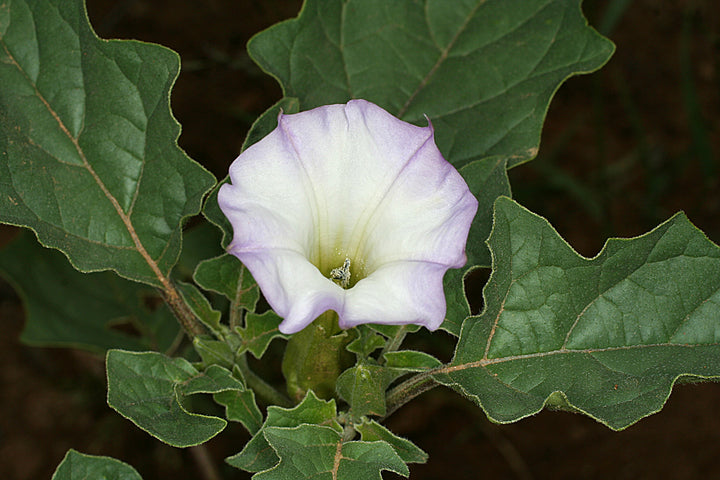 Bland Quercifolia blomsterfrø til plantning - 100 stk