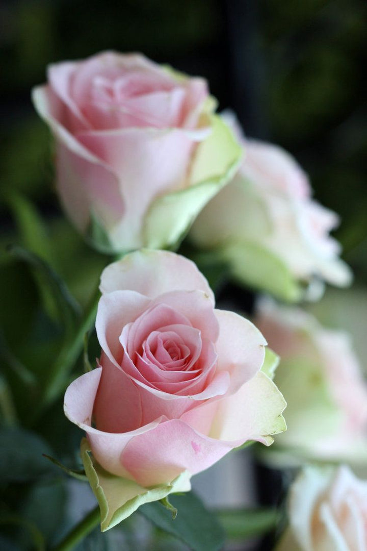 Rose Flower Seeds for Planting Green Pink 100 pcs