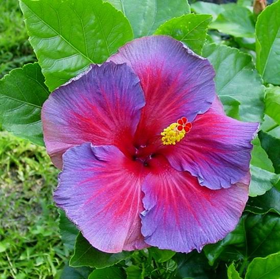 Hibiscus Flower Seeds for Planting, Blue Pink, 100 pcs