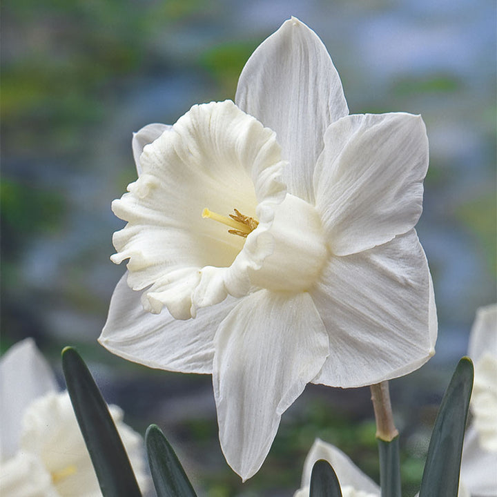 White Daffodil Flower Seeds - 100 pcs