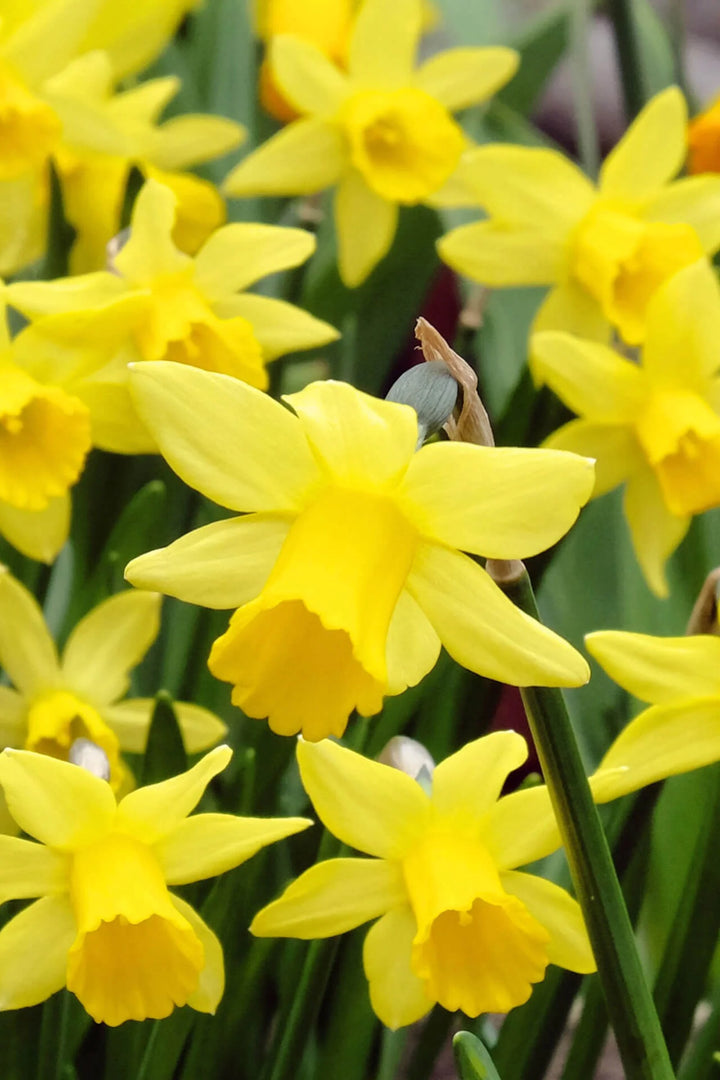 Narcissus Blomsterfrø Tykke Gule til udplantning, 100 stk