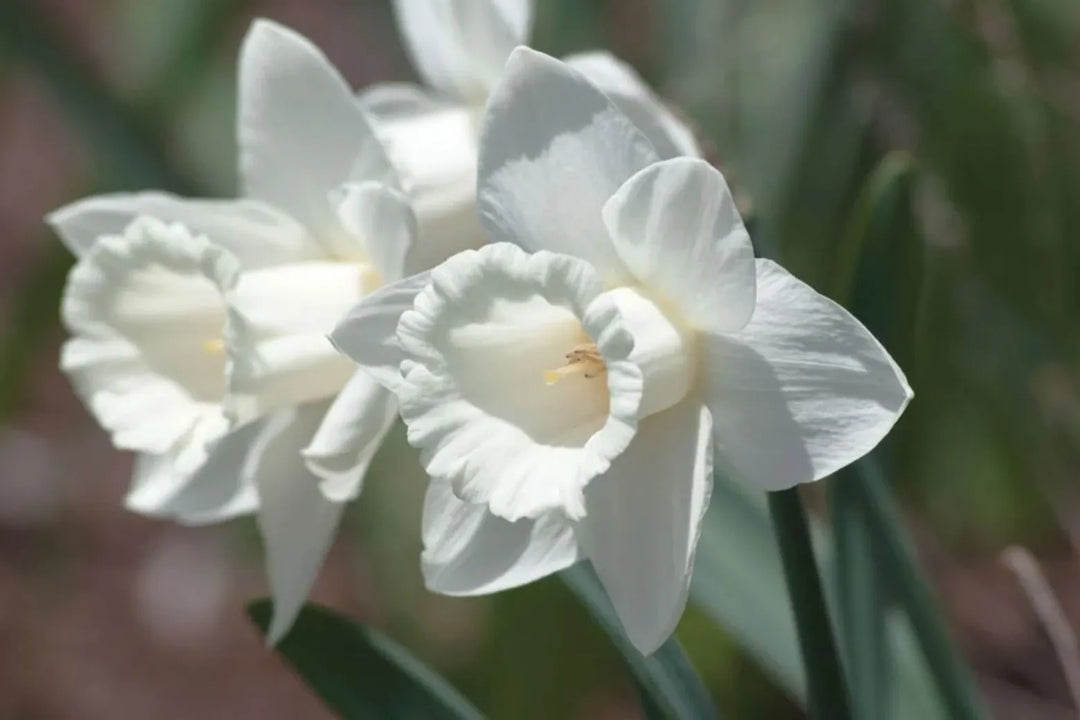 White Daffodil Flower Seeds - 100 pcs