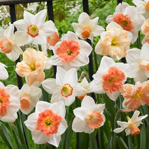 White Orange Double Petal Daffodil Seeds for Planting - 100 pcs