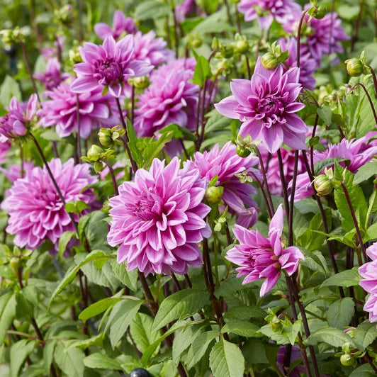 Lysviolet Dahlia Blomsterfrø til udplantning 100 stk