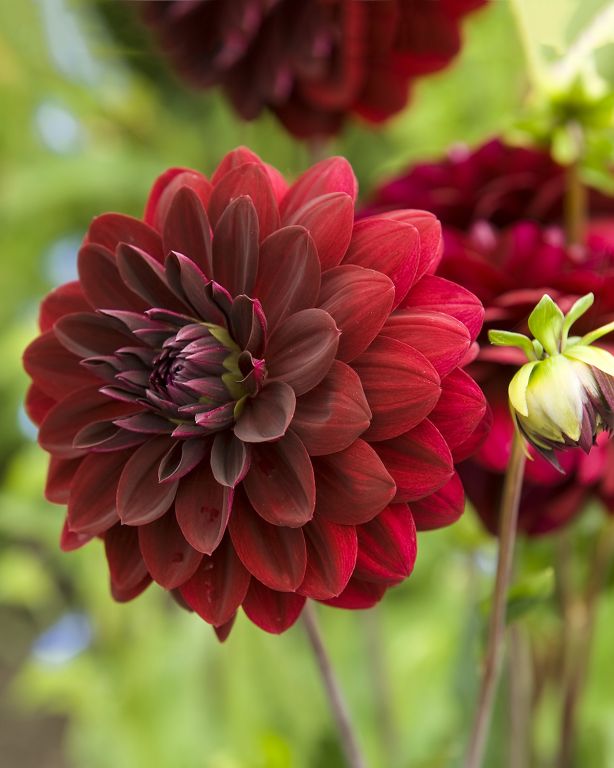 Arabian Night Dahlia Blomsterfrø til udplantning - 100 stk