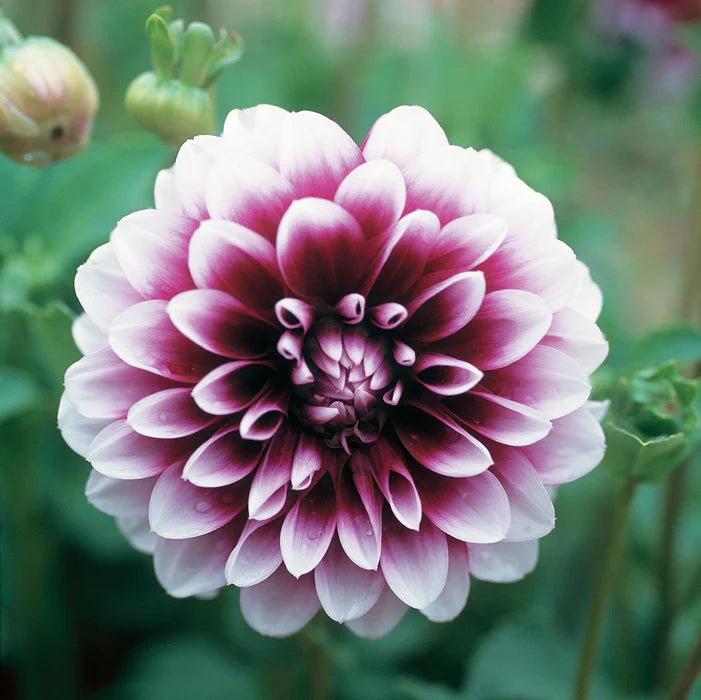 Tofarvede Dahlia Blomsterfrø til plantning af viol 100 stk