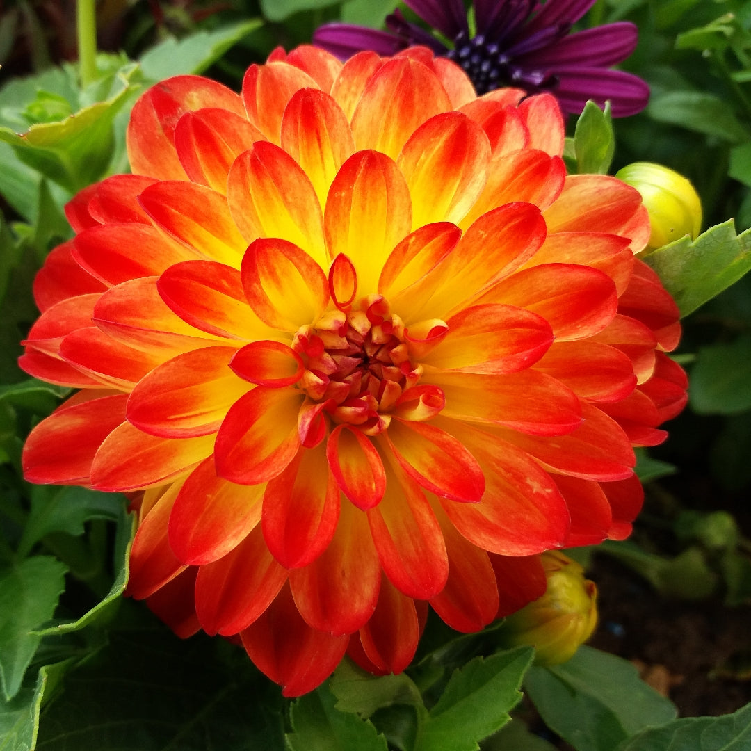 Yellow Red Mix Two Color Dahlia Flower Seeds for Planting 100 pcs