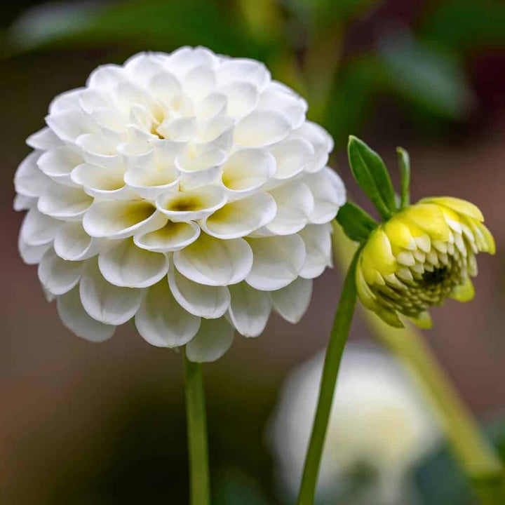 Friske Dahlia Blomsterfrø til udplantning, Hvide 100 stk