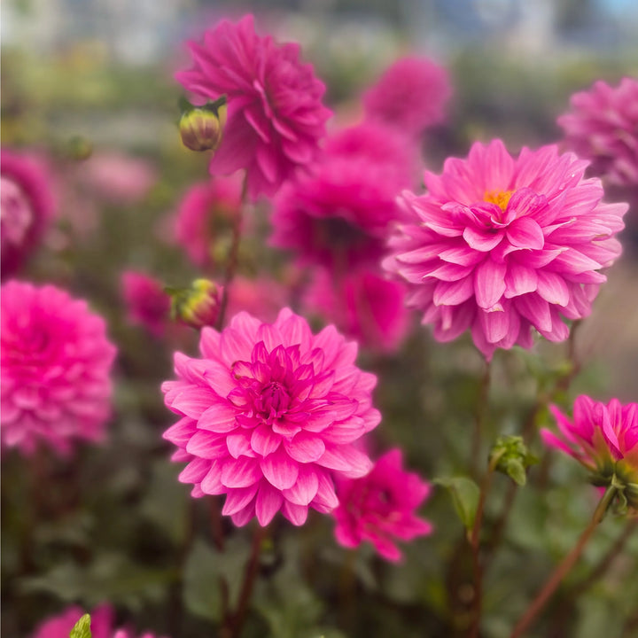 Dahlia Blomsterfrø til Plantning Pink 100 stk