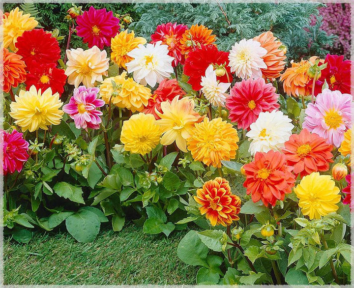 Giant Flower Seeds – Heirloom, Non-GMO Seeds for Planting Bold and Colorful Garden Blooms
