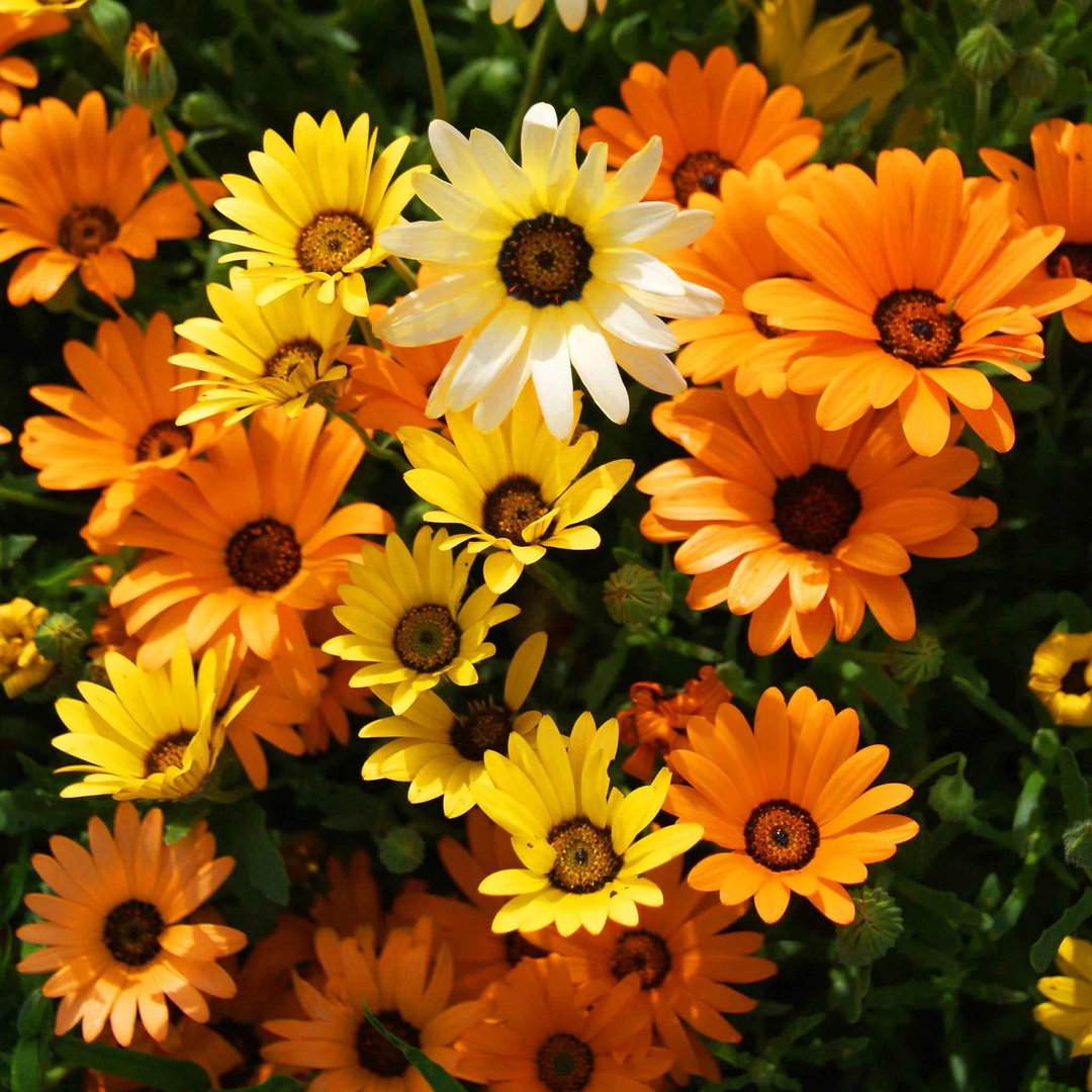 african daisy flower seeds