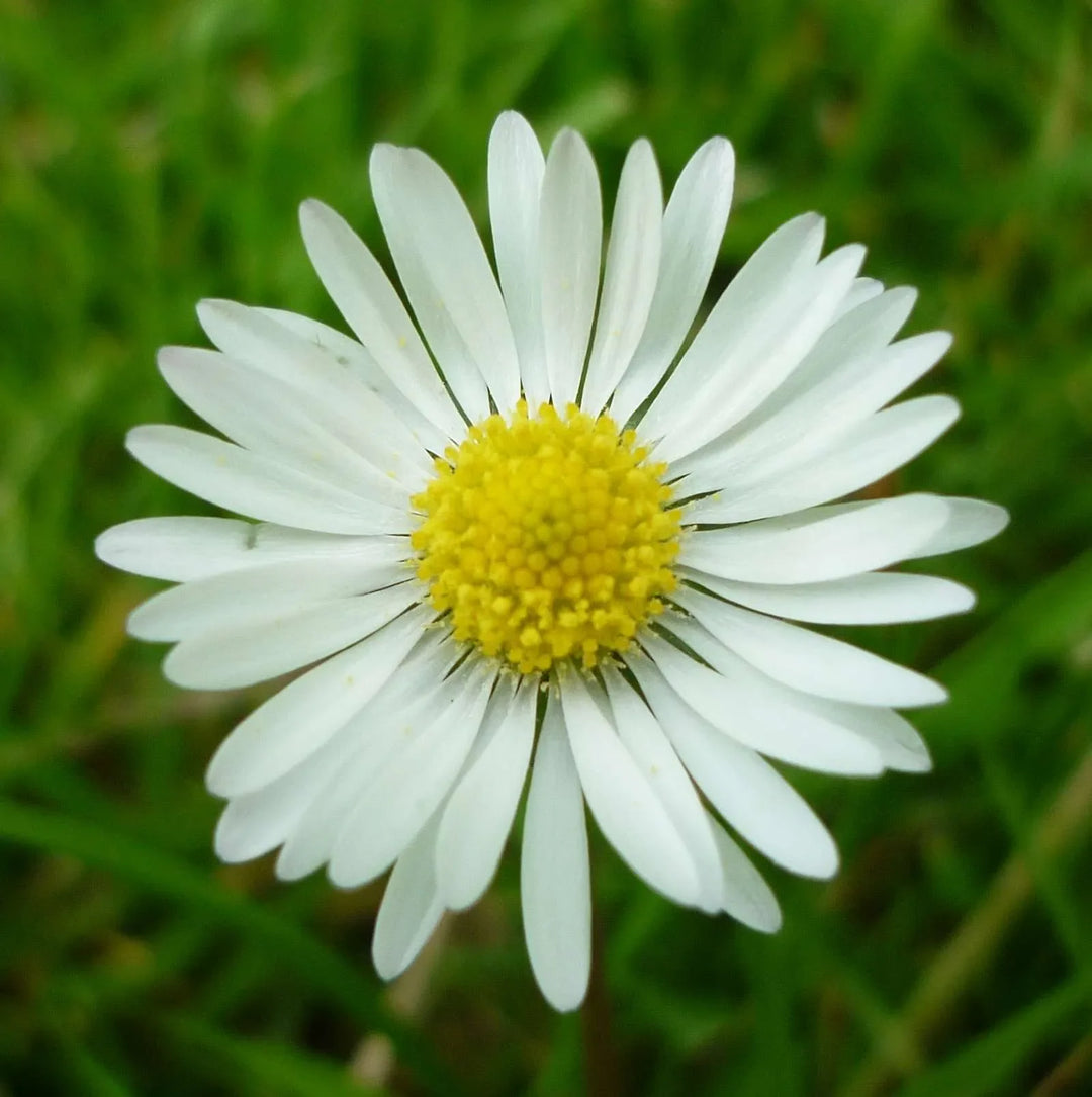 daisy bellis flower seeds