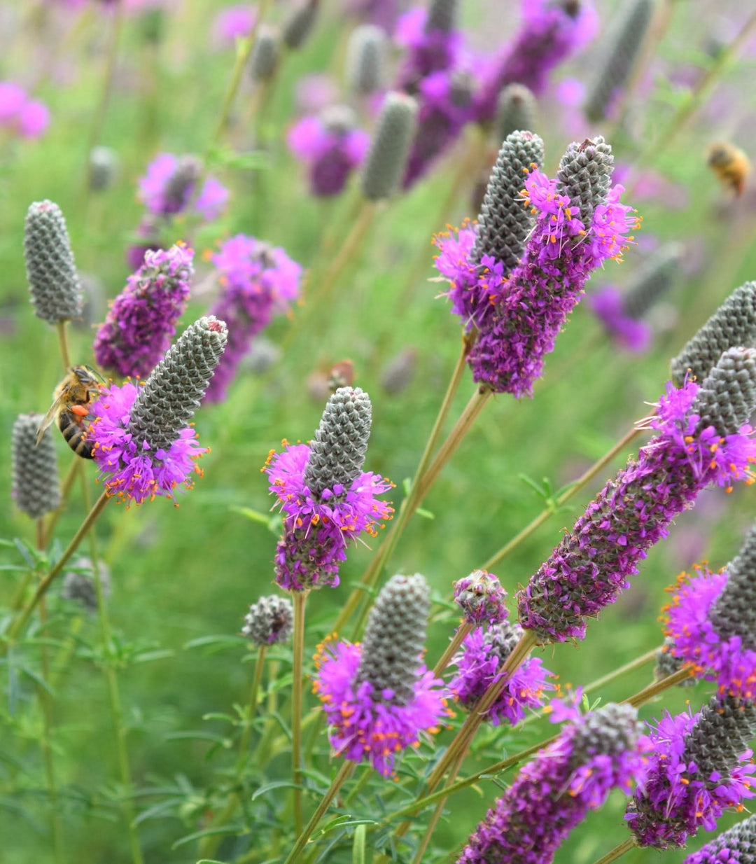 purple heirloom flower seeds
