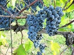 Dark Blue Grapefruit Seeds for Planting