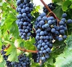 Dark Blue Grapefruit Seeds for Planting