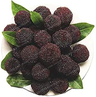 Dark Brown Arbutus Fruit Seeds for Planting