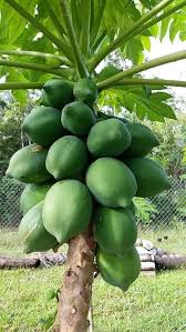 Dark Green Papaya Fruit Seeds for Planting