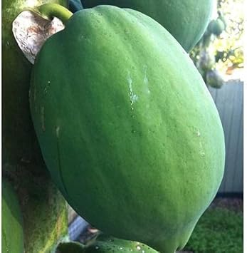 Dark Green Papaya Fruit Seeds for Planting