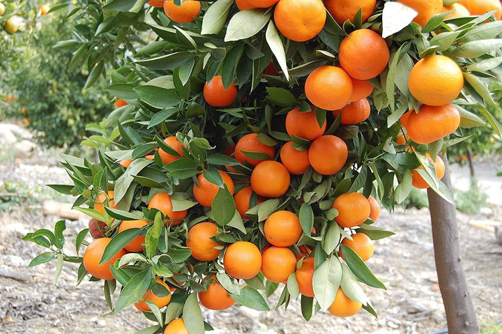 Dark Orange Fruit Seeds for Planting