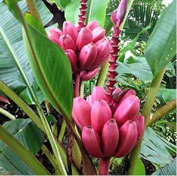 Dark Pink Banana Fruit Seeds for Planting